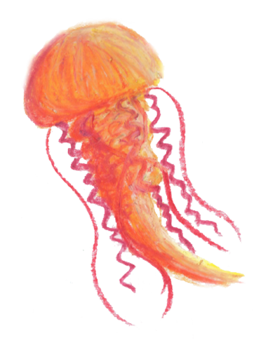 meduse orange