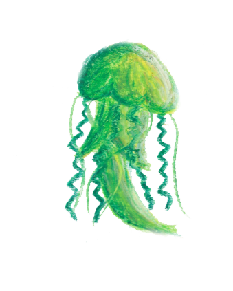 meduse verte